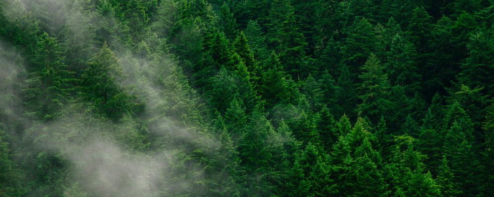 Foto: Andrew Coelho/Unsplash