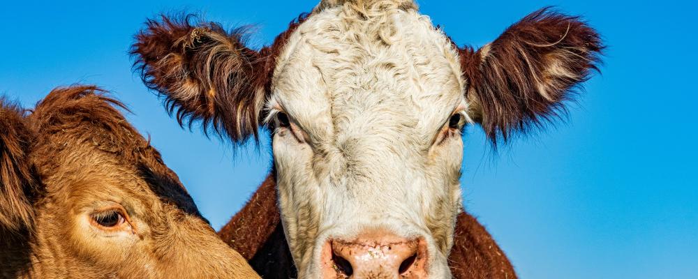 Vallens gård i Ljusdal, som idag har drygt 1000 mjölkande kor, har byggt en biogasanläggning. Foto: chris robert / Unsplash