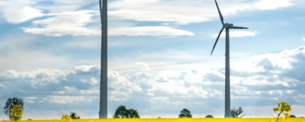 Vindkraftverk i rapsfält. Foto: Damian Barczak / Unsplash