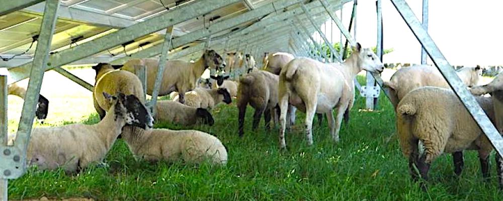 Solparken Monti di Eboli i södra Italien producerar 17 gigawattimmar el per år. Under solpanelerna betar omkring 250 får som hjälper till att hålla vegetationen nere.
Foto: Mike Landy / Creative Commons