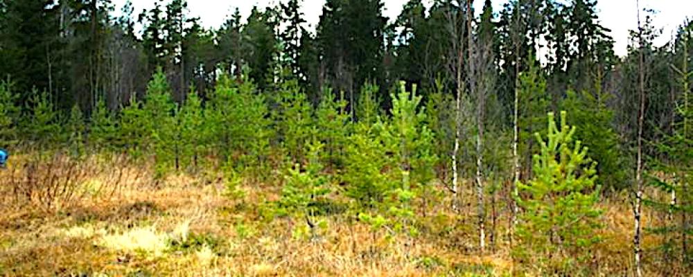 Bilden visar platsen för Häggånfyndigheten, som ligger i Jämtlands län, nära byn Storsjö, inom Bergs kommun. Den är en del av det så kallade Alum Shale-bältet – ett geologiskt skifferområde som sträcker sig över stora delar av Skandinavien och är rikt på olika metaller, inklusive uran, vanadin, molybden, nickel och zink.

Foto: Häggånfyndigheten i oktober 2013 (Bild: Aura Energy)