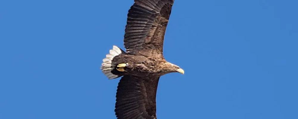Flera havsörnar dör årligen i kollisioner med vindkraftverk i Finland – forskare kräver skyddszoner och ny teknik för att minska risken.  Foto: Havsörn, Haliaetus albicilla, Wikipedia Common Lic. EM1B6222, kredit: Bengt Nyman
