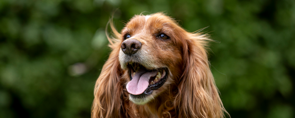 –  Läcksökning med hund är ett efterfrågat komplement till traditionella metoder, säger Bledar Beqiri, projektledare på Svenska institutet för standarder, SIS. Foto: