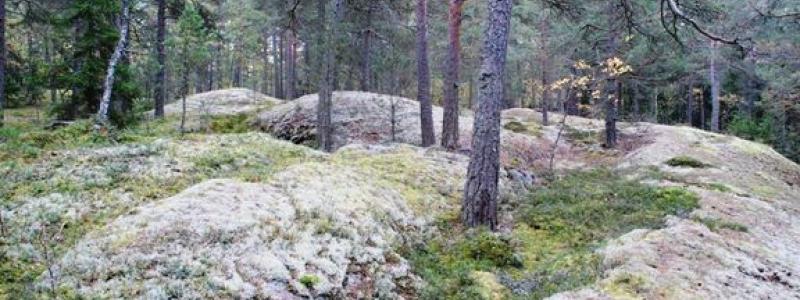 Nyckelbiotopen ligger i utkanten av Bergaskogen, ett område präglat av gammal barrskog som kommunen identifierat som särskilt skyddsvärt. Foto: Upplands Väsby kommun