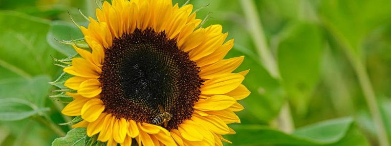 Foto: Alexander Schimmeck / Unsplash
