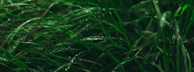 Foto: Artiom Vallat/Unsplash