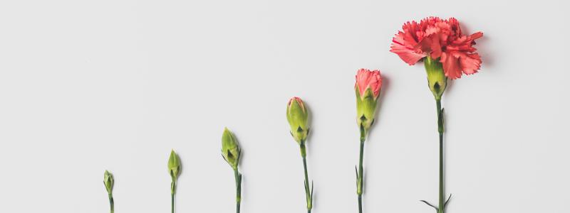 Foto: Edward Howell / Unsplash
