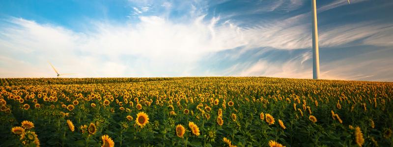 Vindkraft och solrosor.  Foto: Gustavo Quepóns / Unsplash