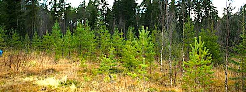 Bilden visar platsen för Häggånfyndigheten, som ligger i Jämtlands län, nära byn Storsjö, inom Bergs kommun. Den är en del av det så kallade Alum Shale-bältet – ett geologiskt skifferområde som sträcker sig över stora delar av Skandinavien och är rikt på olika metaller, inklusive uran, vanadin, molybden, nickel och zink.

Foto: Häggånfyndigheten i oktober 2013 (Bild: Aura Energy)