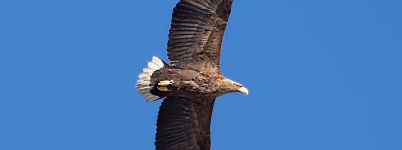 Flera havsörnar dör årligen i kollisioner med vindkraftverk i Finland – forskare kräver skyddszoner och ny teknik för att minska risken.  Foto: Havsörn, Haliaetus albicilla, Wikipedia Common Lic. EM1B6222, kredit: Bengt Nyman