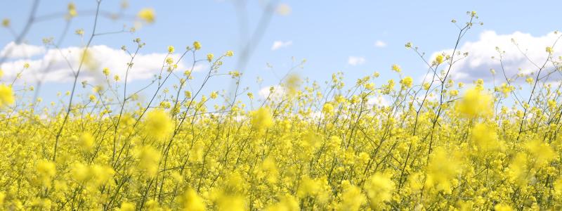 Foto: Jeremy biskop/Unsplash