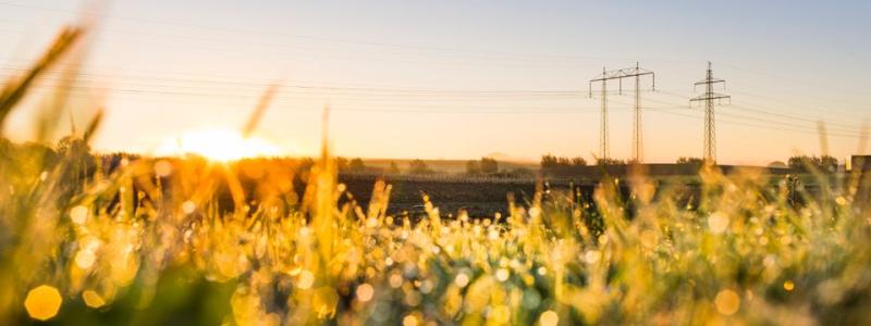 Inför att ledningsgatan i Skåpanäs-Mårdaklev-Sånabo ska röjas kartläggs vilka biotoper och naturvärden som finns och vilka insatser som kan göras för att skydda och gynna hotade växtarter och djur. Foto: Christian Andersson, Apelöga
