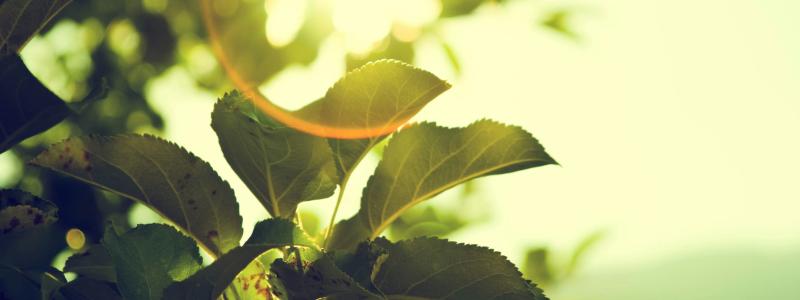 Foto: Micah Hallahan / Unsplash