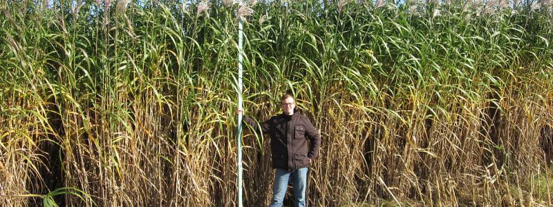Gräs för energi av typen Miscanthus x Giganteus på en åker hos företaget Sieverdingbeck i Nordrhein-Westfalen. Wikipedia Common. Kredit: Hamsterdancer