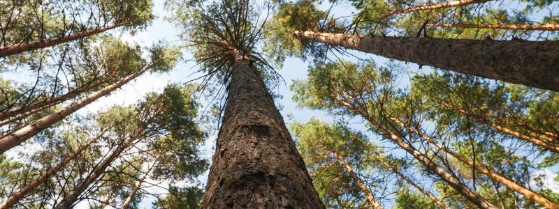 Grot, alltså grenar och toppar, är en användbar restprodukt i skogsbruket som intresserar flera aktörer på olika marknader. Foto: Mikhail Peace