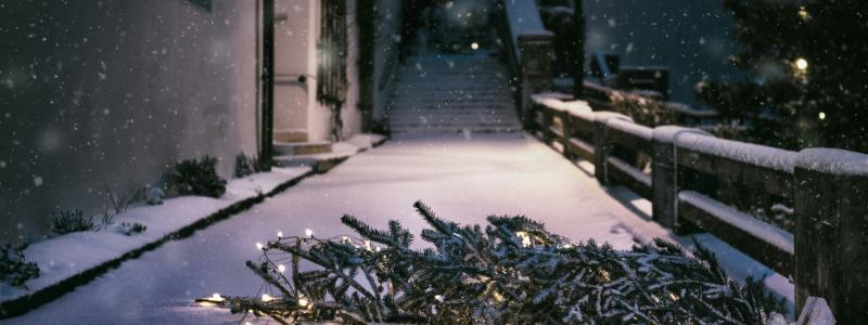 Foto: Simon Berger / Unsplash