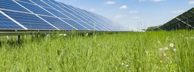 Solpark. Pressbild: Downing Renewable Developments