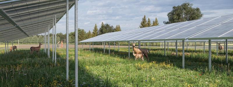 Dovhjort rör sig fritt under och mellan solpanelerna i Ørsteds planerade WildparkPV-anläggning i tyska Sötern. Foto: Ørsted.