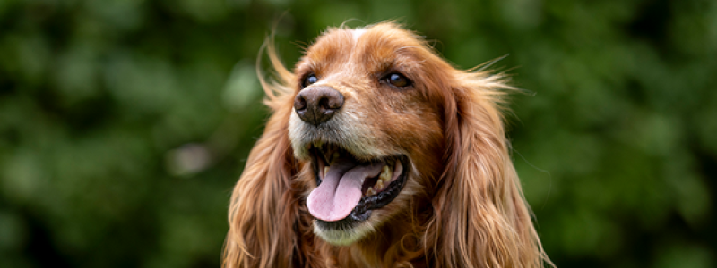 –  Läcksökning med hund är ett efterfrågat komplement till traditionella metoder, säger Bledar Beqiri, projektledare på Svenska institutet för standarder, SIS. Foto: