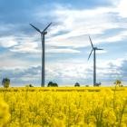 Vindkraftverk i rapsfält. Foto: Damian Barczak / Unsplash