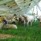 Solparken Monti di Eboli i södra Italien producerar 17 gigawattimmar el per år. Under solpanelerna betar omkring 250 får som hjälper till att hålla vegetationen nere.
Foto: Mike Landy / Creative Commons