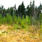 Bilden visar platsen för Häggånfyndigheten, som ligger i Jämtlands län, nära byn Storsjö, inom Bergs kommun. Den är en del av det så kallade Alum Shale-bältet – ett geologiskt skifferområde som sträcker sig över stora delar av Skandinavien och är rikt på olika metaller, inklusive uran, vanadin, molybden, nickel och zink.

Foto: Häggånfyndigheten i oktober 2013 (Bild: Aura Energy)