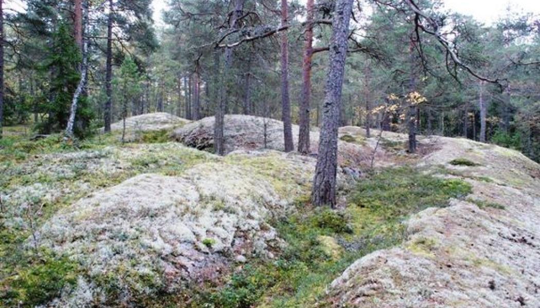 Nyckelbiotopen ligger i utkanten av Bergaskogen, ett område präglat av gammal barrskog som kommunen identifierat som särskilt skyddsvärt. Foto: Upplands Väsby kommun