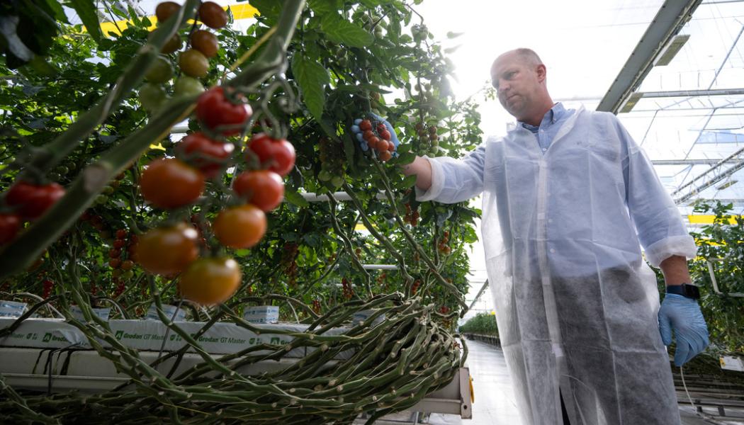 Johan Nilsson/TT: Släcker ljuset – inga tomater i vinter. Mindaugas Krasaukas, platschef på Nordic Greens i Trelleborg, i den del av växthusen där man har vinterbelysning och nyligen investerat tre miljoner kronor för att omgivningen inte ska störas av det rosa ljus som läckt ut i vinternatten tidigare.