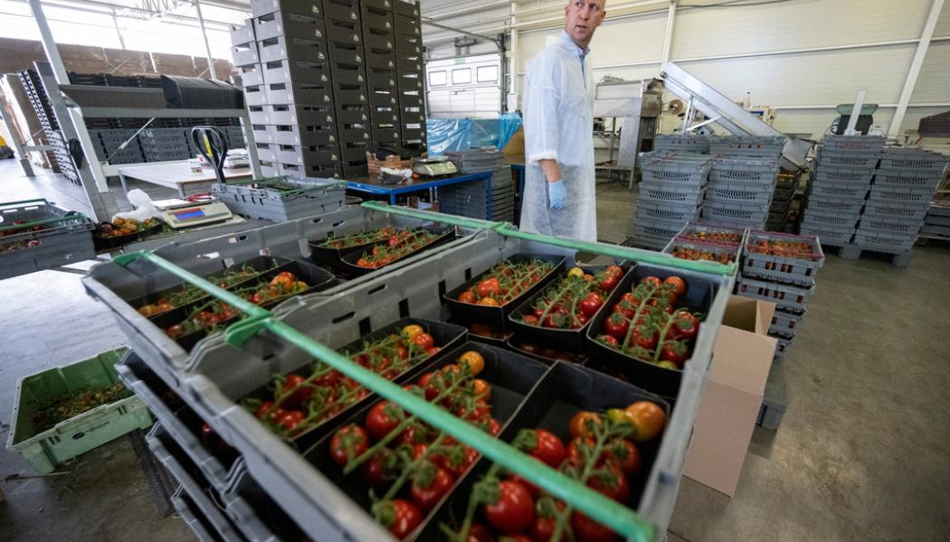 Johan Nilsson/TT: Här inne packas tomaterna från Sveriges största tomatodling och kan sedan vara ute i butik bara ett dygn senare, berättar platschef Mindaugas Krasaukas.