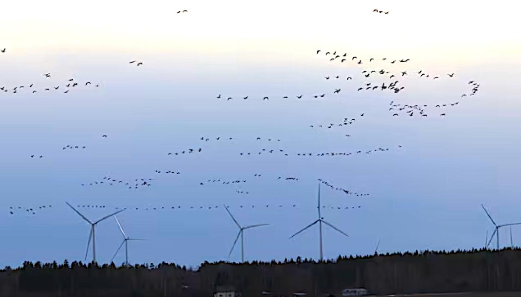 Vindparken i Oosinselkä. Foto:Suomen Hyötytuuli 