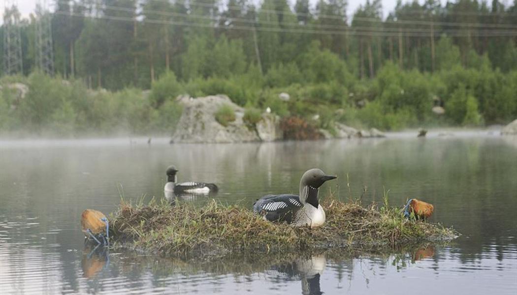 Fotograf: Göran Ekström.