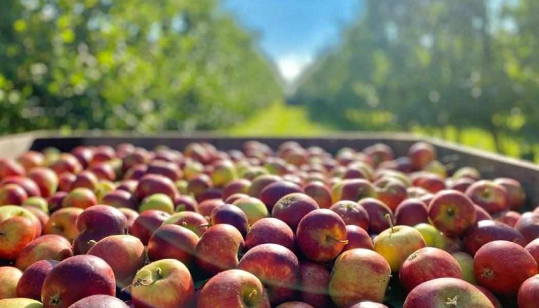 Kiviks Musteri har odlat och förädlat frukt i över 130 år. Foto: Kiviks Musteri