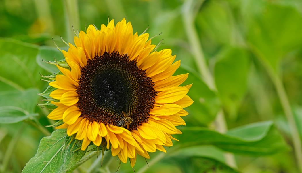 Foto: Alexander Schimmeck / Unsplash