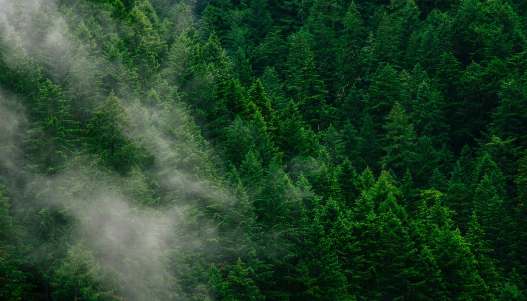Foto: Andrew Coelho/Unsplash