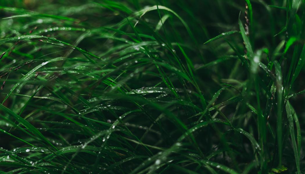 Foto: Artiom Vallat/Unsplash