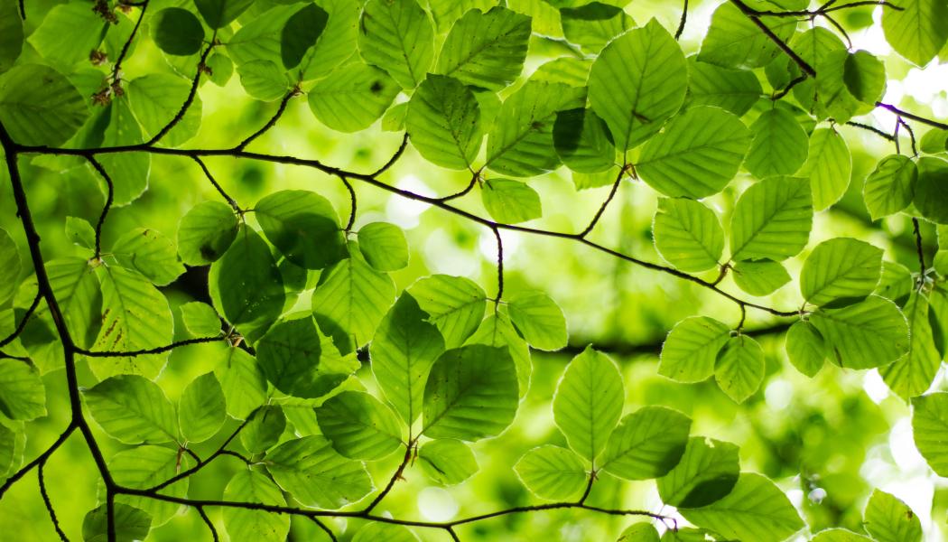 Foto: Unsplash