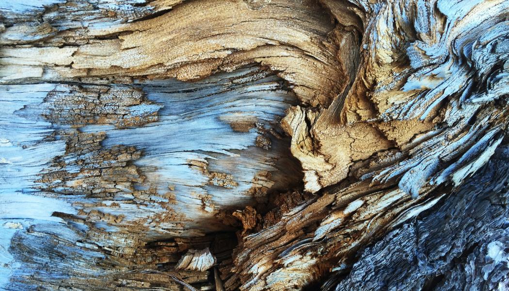 Foto: Bruno Ramos Lara / Unsplash