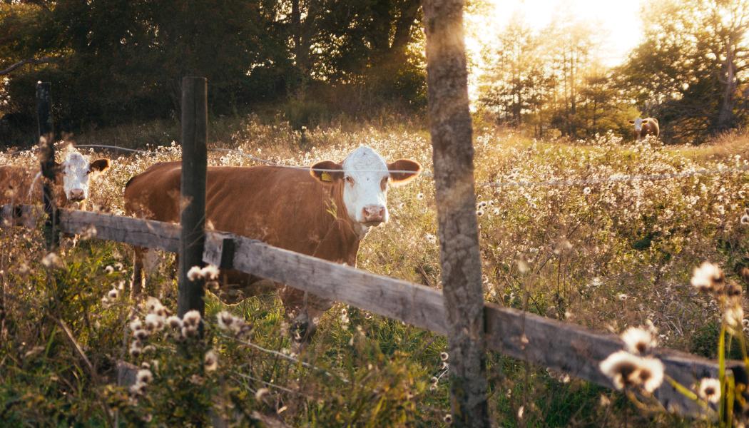 Foto: Christian Widell/Unsplash