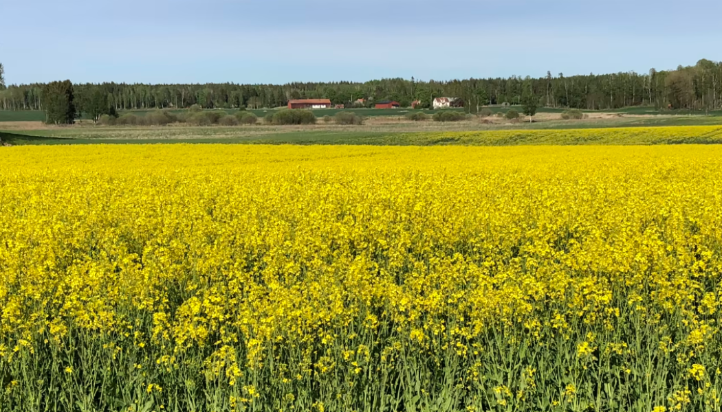 EU-länderna har redan i dag en outnyttjad odlingsareal på minst 10 miljoner hektar. Foto: Pixabay