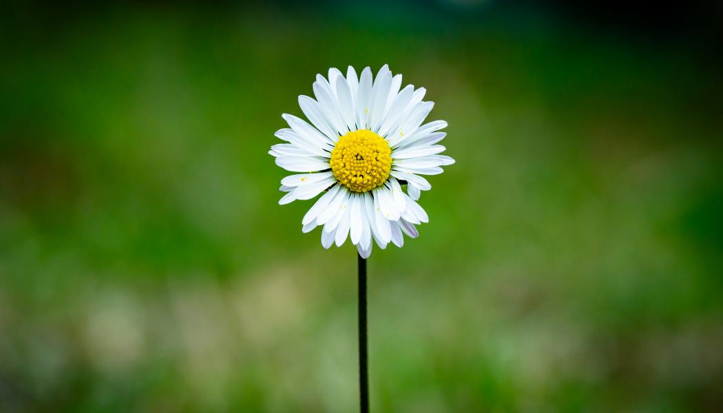 Foto:  Guillaume de Germain / Unsplash