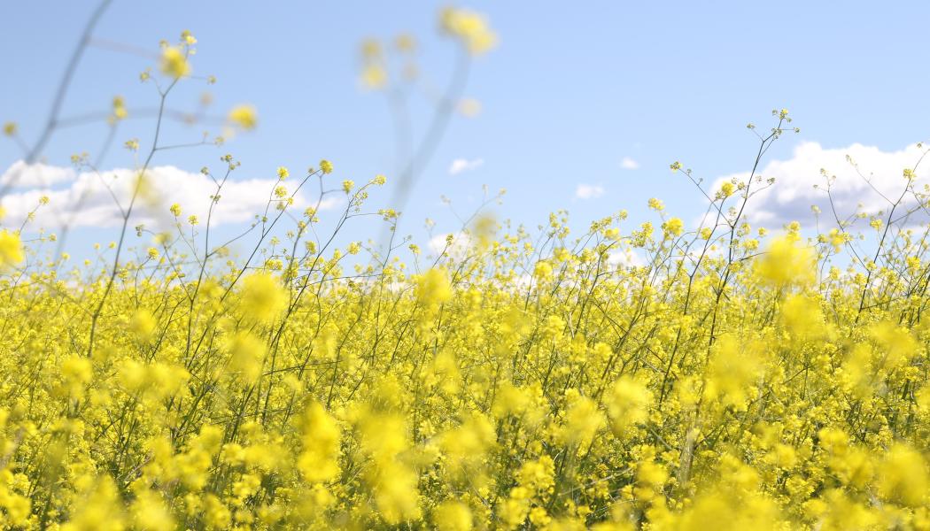 Foto: Jeremy biskop/Unsplash