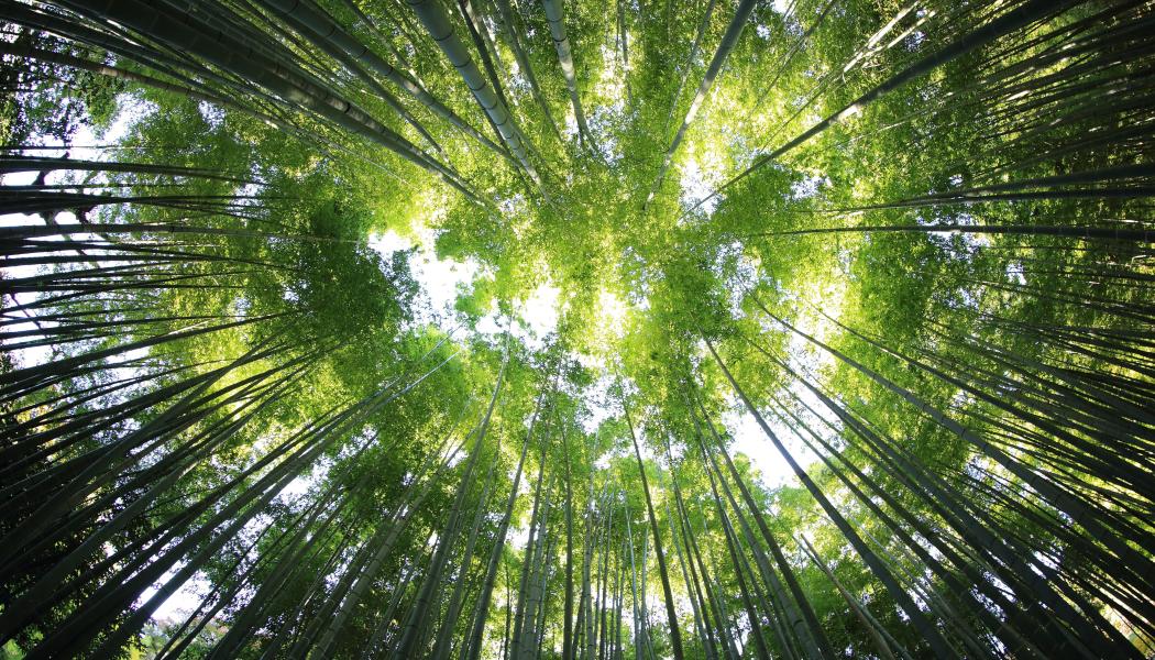 Foto: Kazued/Unsplash