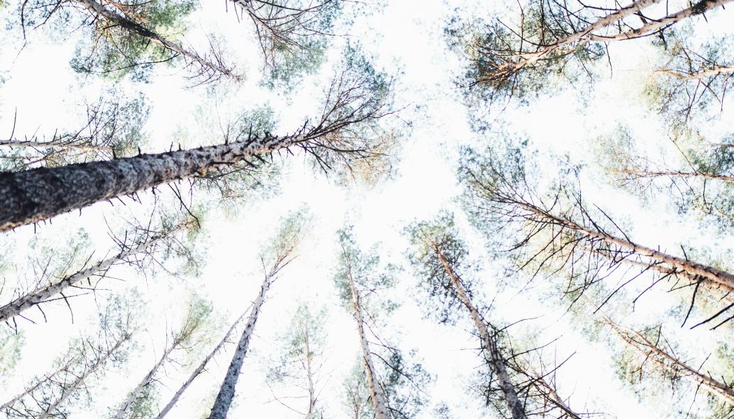 Foto: Markus Spiske / Unsplash