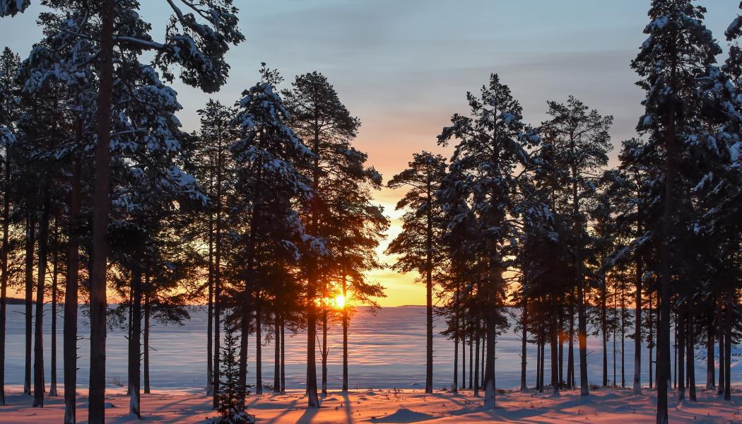 Foto: Niklas Jonasson/Unsplash