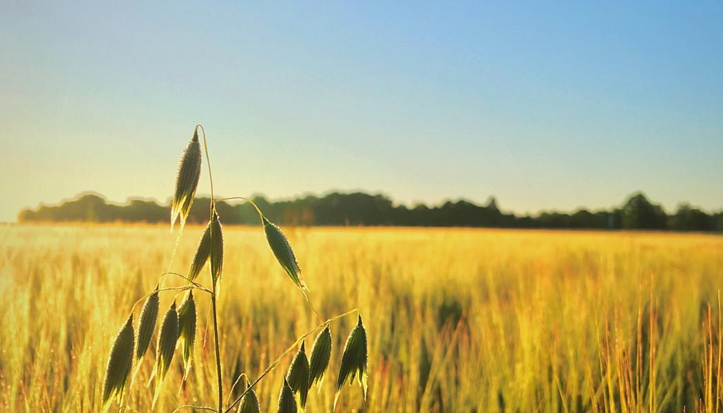 Foto: Niklas Jonasson/Unsplash