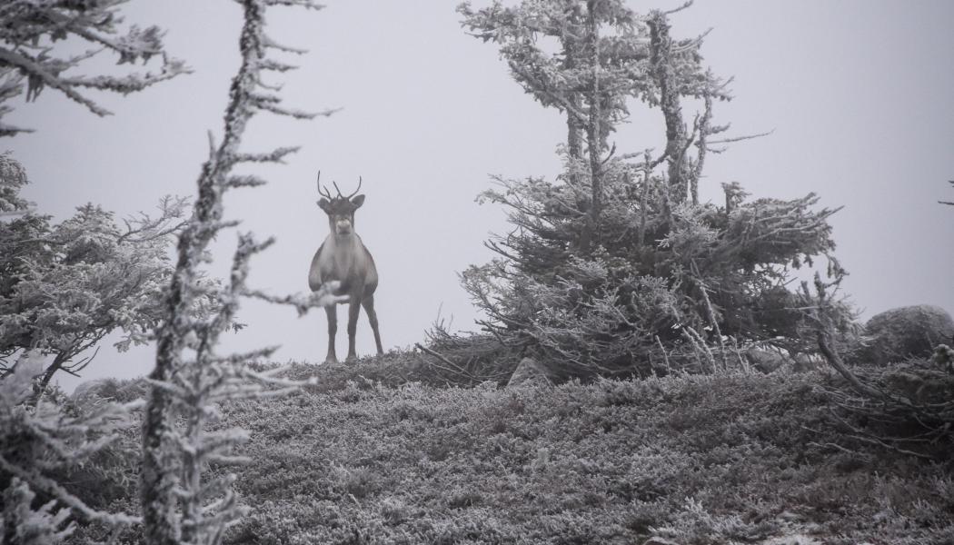 Foto: Niklas Jonasson/Unsplash