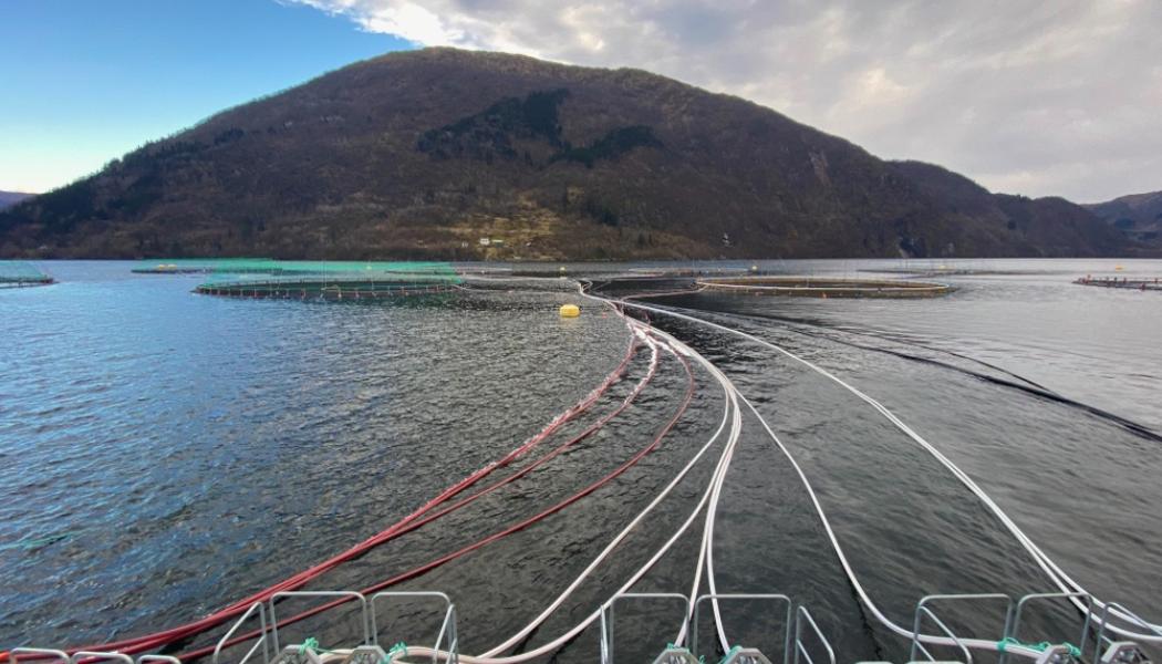 Havbruk-lösningen kan ge Norden en ny miljardindustri samtidigt som det blir möjligt att odla mer fisk utan att skada kustmiljön. Foto: 