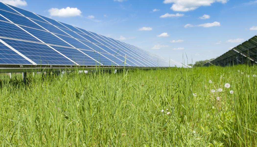 Solpark. Pressbild: Downing Renewable Developments