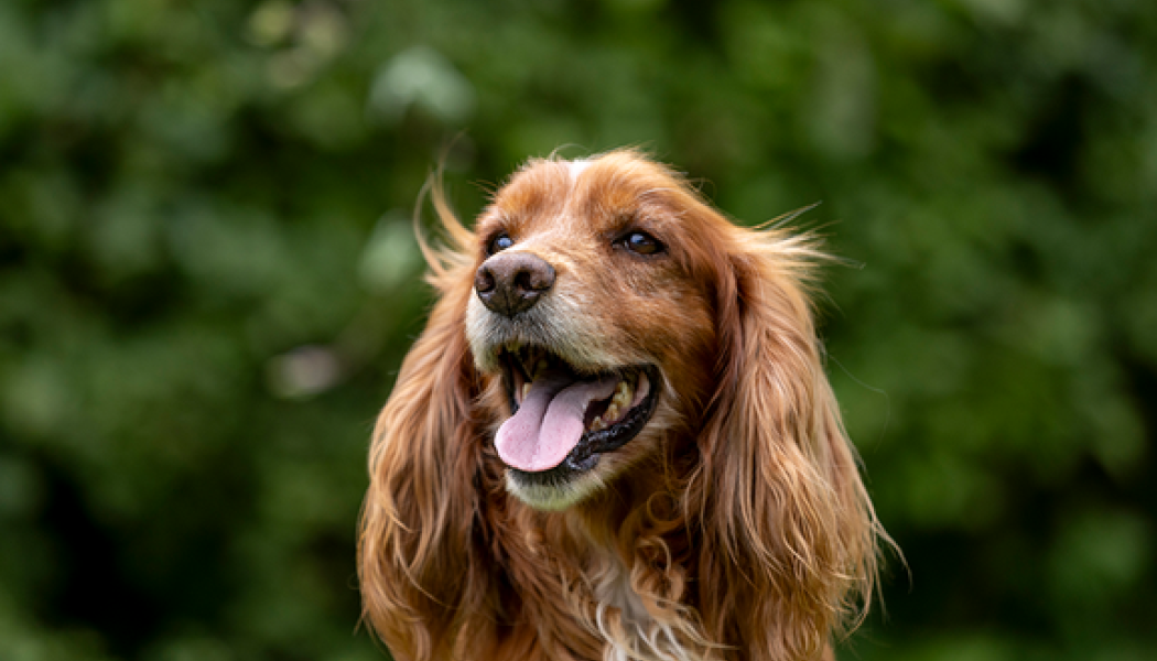 –  Läcksökning med hund är ett efterfrågat komplement till traditionella metoder, säger Bledar Beqiri, projektledare på Svenska institutet för standarder, SIS. Foto: 