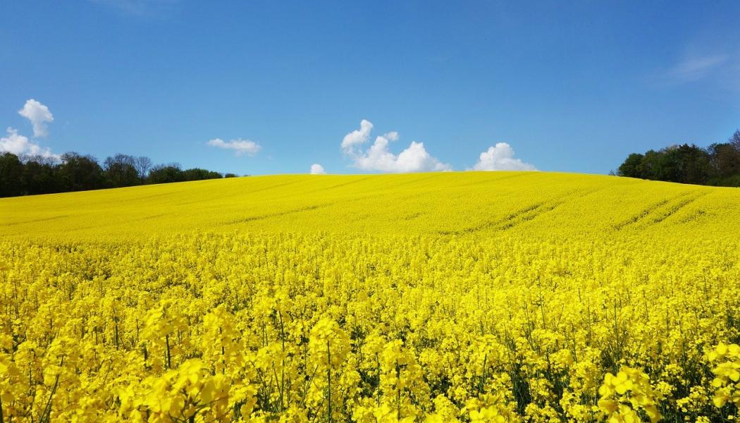 Foto: Svebio, Svenska Bioenergiföreningen
